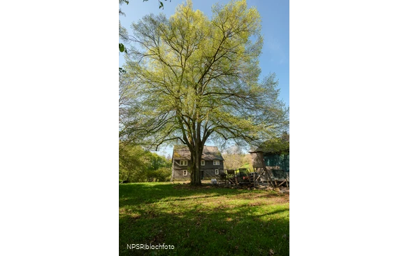 Weithin sichtbar - die Linde am Forsthaus Hülshof