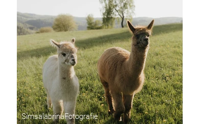 Naturparke24 - Alpaka