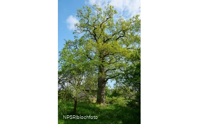 Stieleiche in Meschede-Laer
