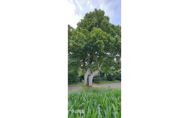 Linden in Meinerzhagen-Eick