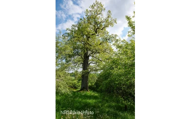 Stieleiche in Meschede-Laer