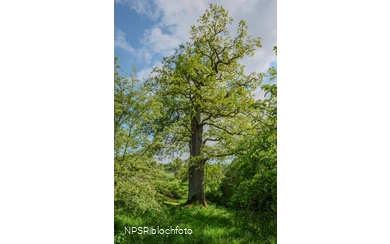 Stieleiche in Meschede-Laer
