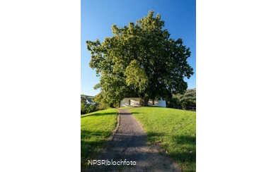 Winterlinde in Eslohe-Wenholthausen, Eibelkapelle