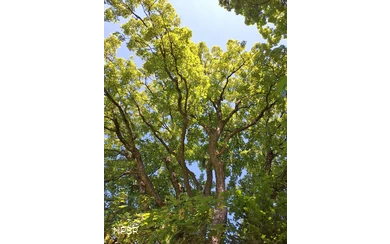 Berg-Ahorn in Schmallenberg-Grafschaft