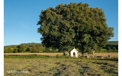 Linde Schmallenberg-Fleckenberg