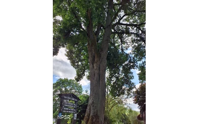 Winterlinde in Winterberg-Züschen