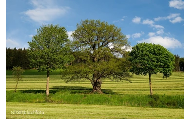 Stieleiche in Schmallenberg-Kirchilpe