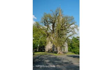 Stieleiche in Eslohe-Reiste