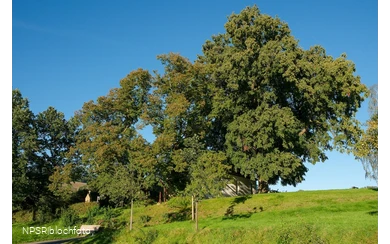 Winterlinde in Eslohe-Wenholthausen, Eibelkapelle