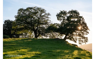Stieleiche Schmallenberg-Grafschaft