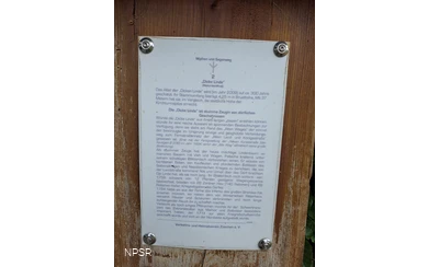 Winterlinde in Winterberg-Züschen