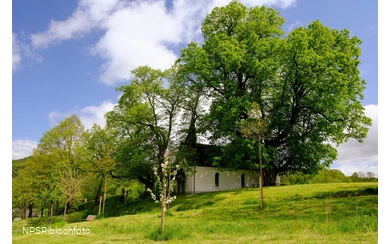 Winterlinde in Eslohe-Wenholthausen, Eibelkapelle