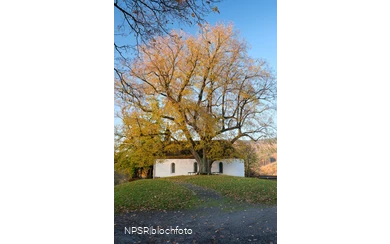 Winterlinde in Eslohe-Wenholthausen, Eibelkapelle