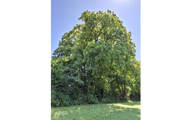 Berg-Ahorn in Schmallenberg-Grafschaft
