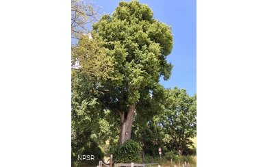 Winterlinde in Winterberg-Züschen
