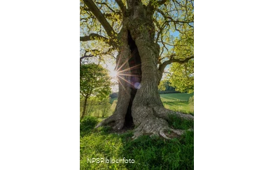 Stieleiche in Schmallenberg-Kirchilpe