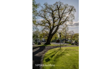 Stieleiche in Eslohe-Reiste