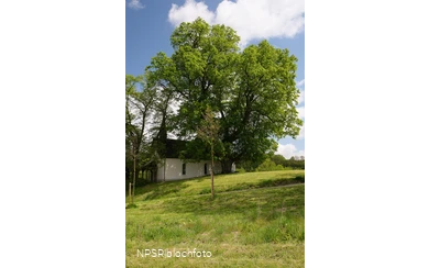 Winterlinde in Eslohe-Wenholthausen, Eibelkapelle