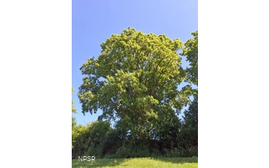 Berg-Ahorn in Schmallenberg-Grafschaft