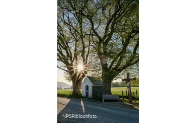 Linde Schmallenberg-Fleckenberg