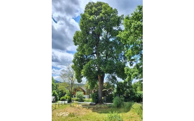 Winterlinde in Winterberg-Züschen