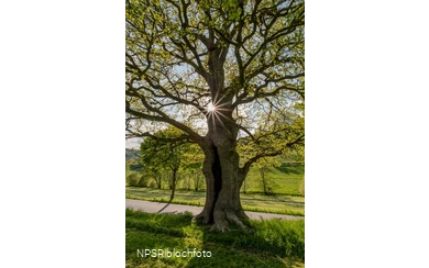 Stieleiche in Schmallenberg-Kirchilpe