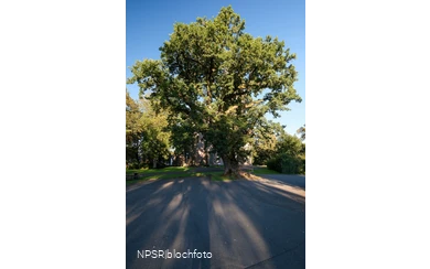 Stieleiche in Eslohe-Reiste