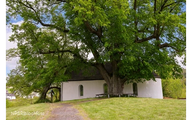 Winterlinde in Eslohe-Wenholthausen, Eibelkapelle