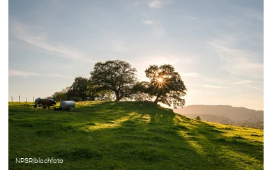 Stieleiche Schmallenberg-Grafschaft