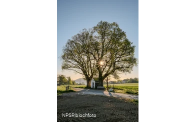 Linde Schmallenberg-Fleckenberg