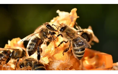 LWL Angebotskatalog Bienen