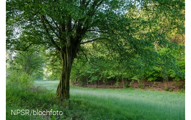 Unser Generationenbaum im Langenbachtal.