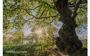 Rotbuche in Winterberg