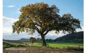 Stieleiche in Sundern-Amecke