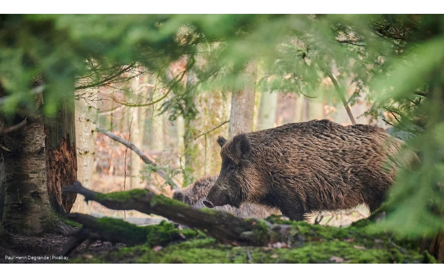 Wildschein