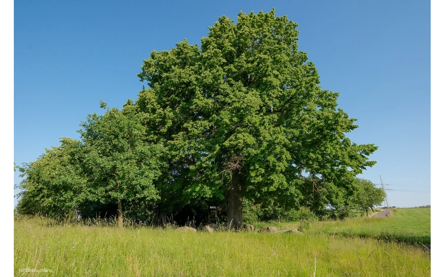 Winter-Linde in Kierspe am östlichen Rand