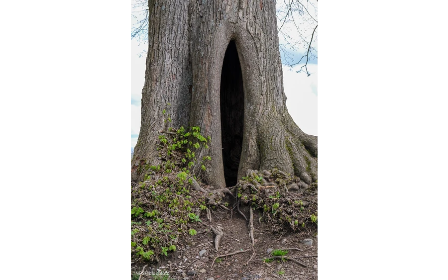 Winter-Linde in Kierspe am östlichen Rand