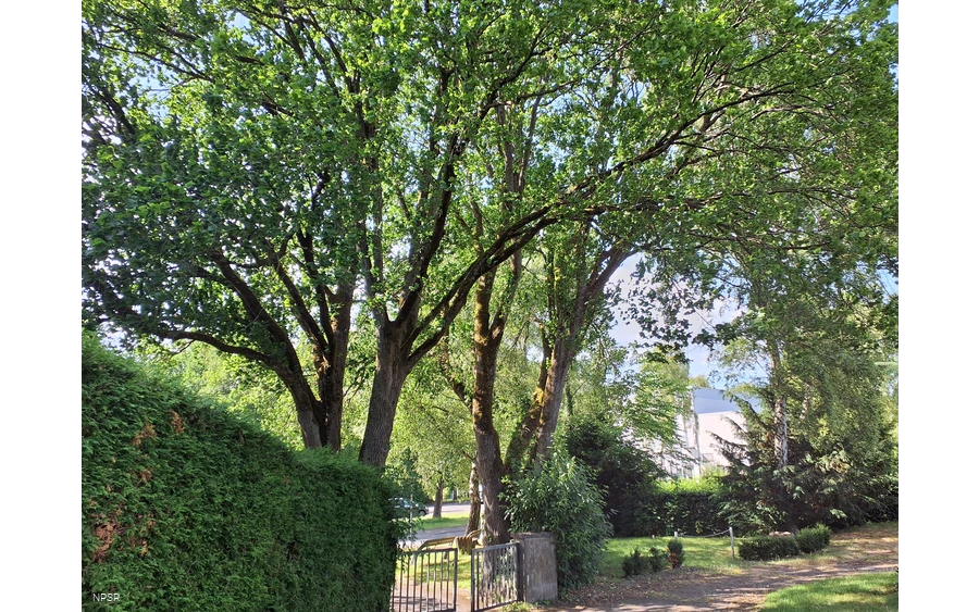 Berg-Ulme in Sundern-Hachen