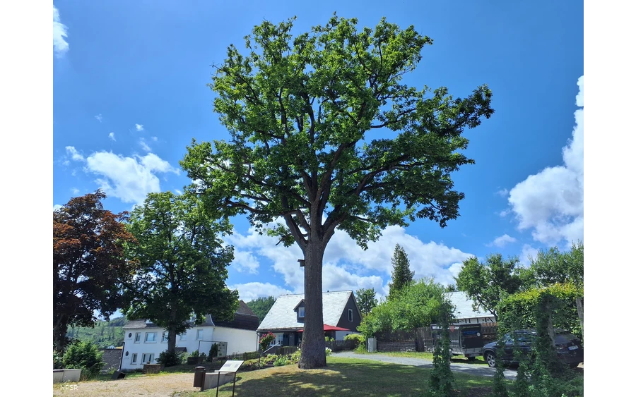 Traubeneiche in Hallenberg