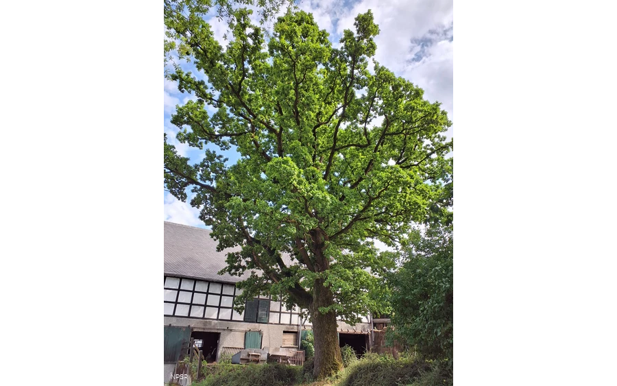 Eiche, Schmallenberg-Oberhenneborn