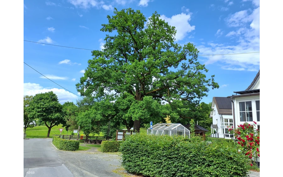 Eiche in Schmallenberg-Oberhenneborn