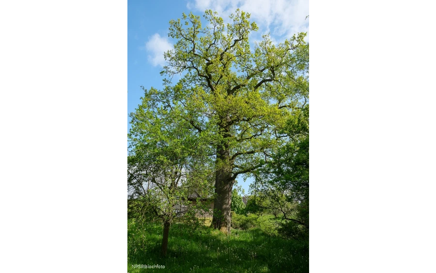 Stieleiche in Meschede-Laer
