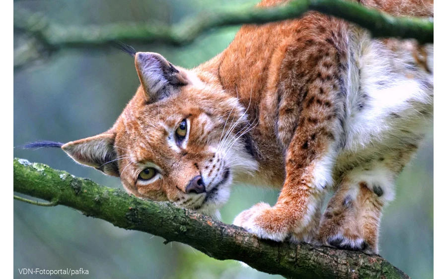 Luchs