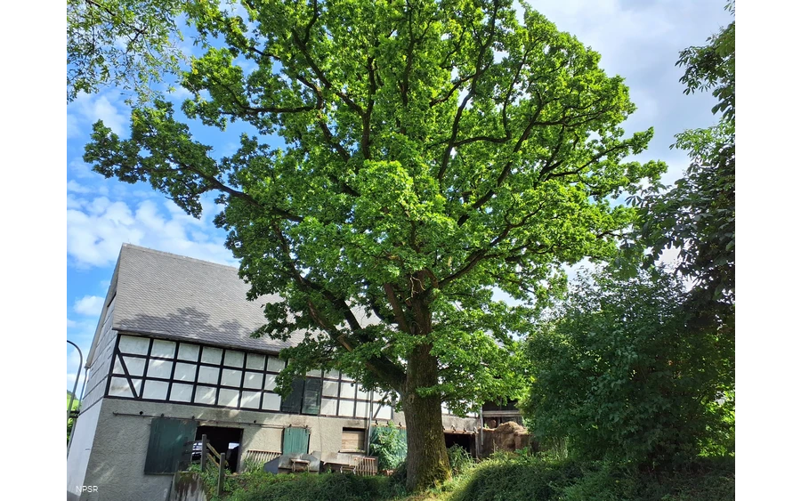 Eiche, Schmallenberg-Oberhenneborn