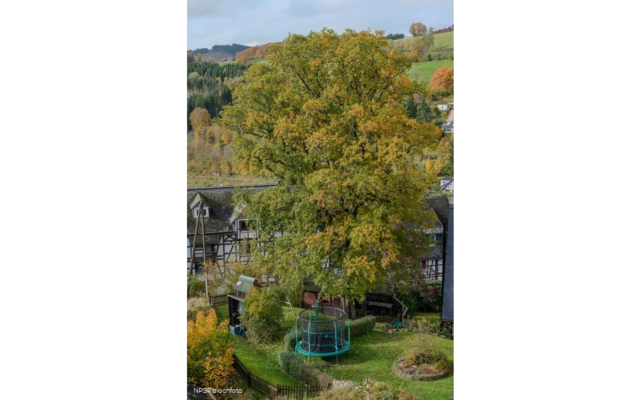 Stieleiche, Schmallenberg-Nordenau