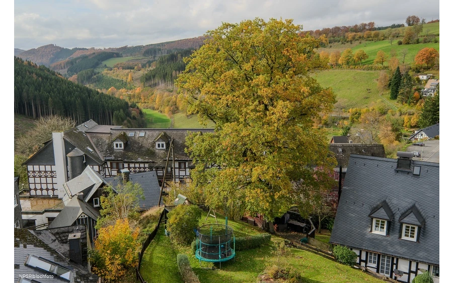 Stieleiche, Schmallenberg-Nordenau