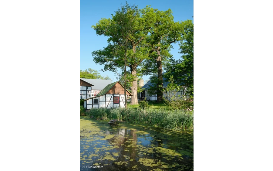 Eiche in Meschede-Vellinghausen