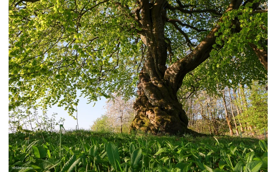 Rotbuche in Winterberg