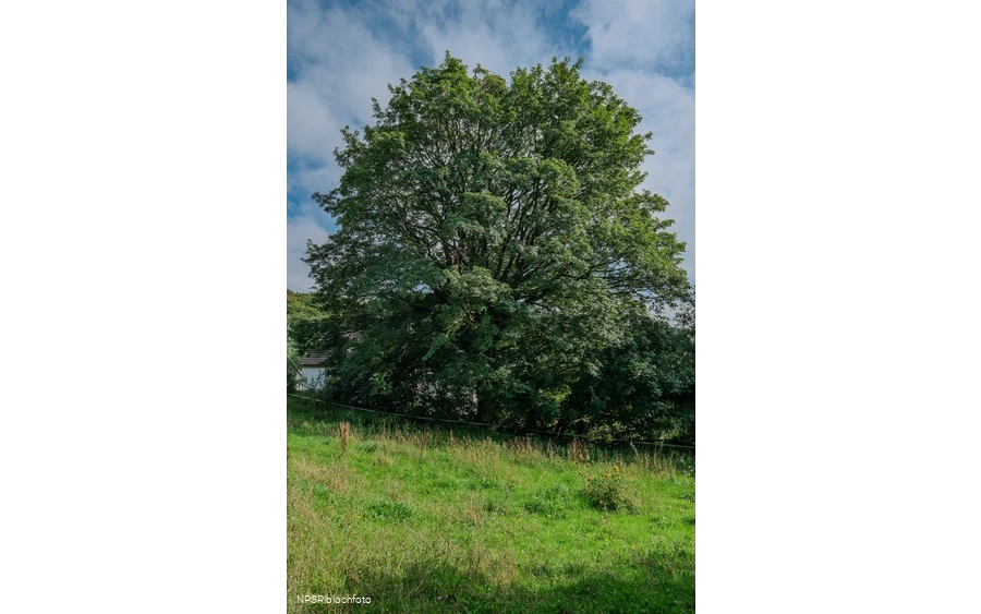 Berg-Ahorn in Herscheid