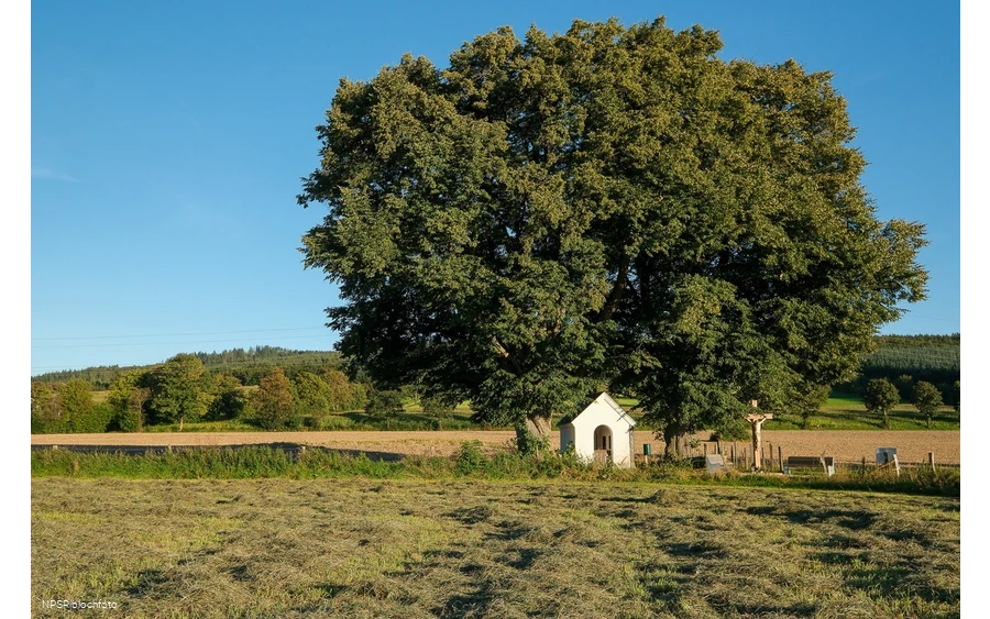 Linde Schmallenberg-Fleckenberg